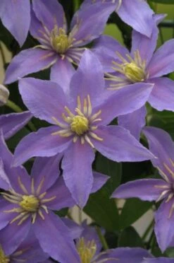 Clematis 'Justa' C2 60-70 Cm