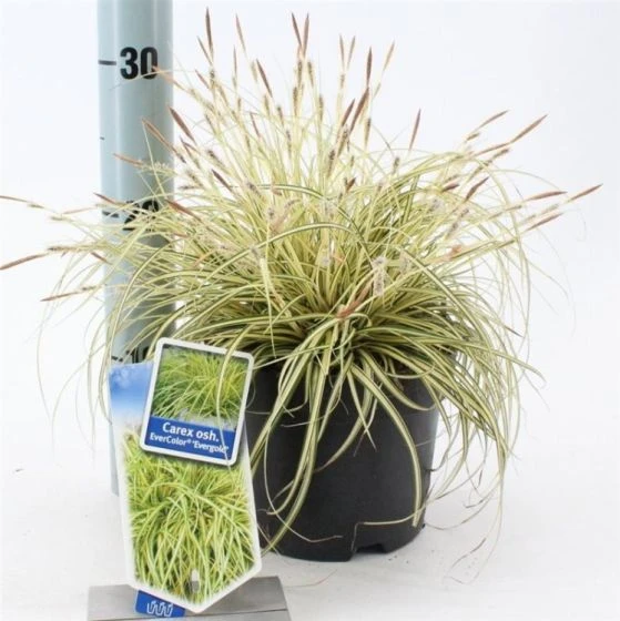 Carex Oshimensis 'Evergold' C2 20-25 Cm 2 Carex Oshimensis 'Evergold' C2 20-25 Cm - Afbeelding 2