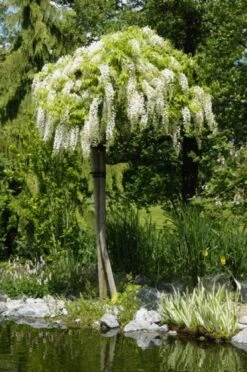 Wisteria Floribunda 'Alba' C10 175-200 Cm -Tuinbenodigdheden Verkoop 2024 B22GLPV4 4417