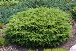 Picea Abies 'Nidiformis' C3.5 30-40 Cm -Tuinbenodigdheden Verkoop 2024 B24CVBXA 7bd0 1