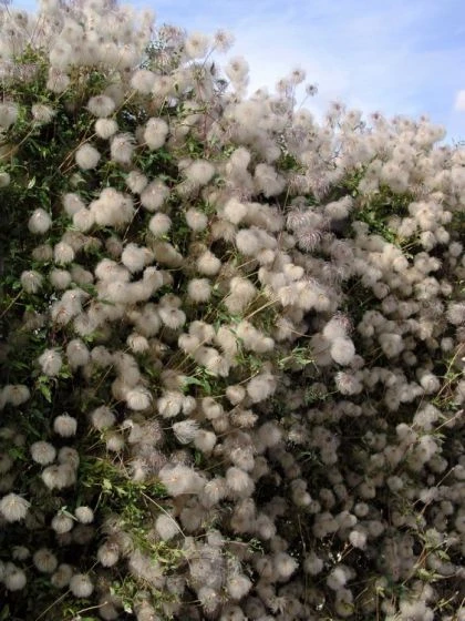 Clematis Tangutica C5 150-175 Cm 2 Clematis Tangutica C5 150-175 Cm - Afbeelding 2