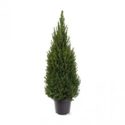 Picea Glauca Perfecta