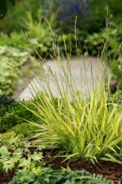 Molinia Arundinacea JH Mostenveld P9 Cm -Tuinbenodigdheden Verkoop 2024 B41V7D5K 5f9a