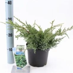 Juniperus Squamata 'Holger' C2 20-25 Cm -Tuinbenodigdheden Verkoop 2024 B44VP4VA d709