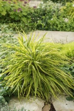Hakonechloa Macra 'Albostriata' P9 Cm -Tuinbenodigdheden Verkoop 2024 B8CVCWZY 5518
