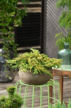 Juniperus Comm. 'Lemon Carpet' C3 25-30 Cm