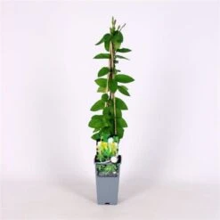 Lonicera Japonica 'Hall's Prolific' C2 60-70 Cm 5 Lonicera Japonica 'Hall's Prolific' C2 60-70 Cm -Tuinbenodigdheden Verkoop 2024 B9CZ7KXK 3fab