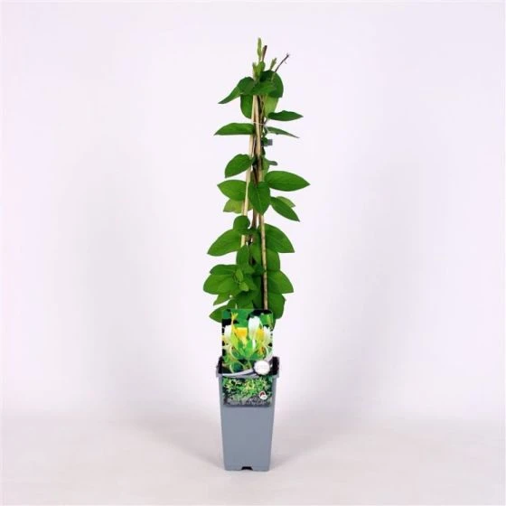 Lonicera Japonica 'Hall's Prolific' C2 60-70 Cm 3 Lonicera Japonica 'Hall's Prolific' C2 60-70 Cm - Afbeelding 3