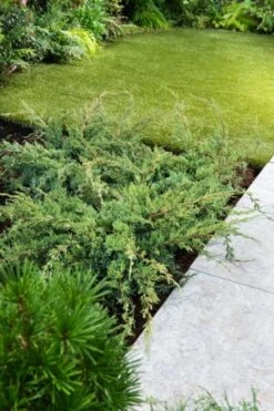 Juniperus Squamata 'Holger' C3.5 25-30 Cm -Tuinbenodigdheden Verkoop 2024 BAYEH66C 57ab