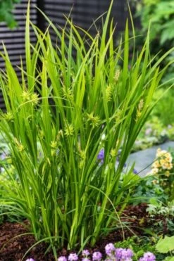 Carex Grayi C2 Cm