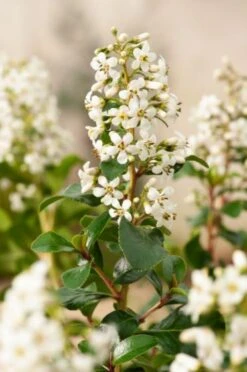 Escallonia 'Iveyi' C2 25-30 Cm