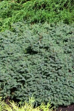 Picea Glauca 'Echiniformis' C5 25-30 Cm