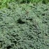 Picea Glauca 'Echiniformis' C3.5 20-25 Cm