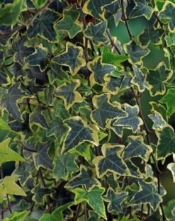 Hedera Helix 'Goldchild' C2 60-80 Cm -Tuinbenodigdheden Verkoop 2024 BJRW5453 1f0c