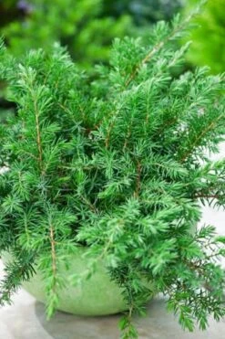 Juniperus Conferta 'Schlager' C3.5 30-40 Cm -Tuinbenodigdheden Verkoop 2024 BJXWD1KV e413 2