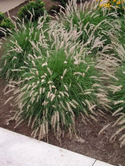 Pennisetum Orientale P9 Cm 1 Pennisetum Orientale P9 Cm