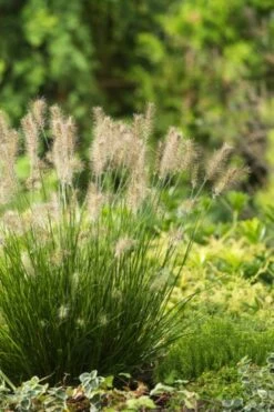 Pennisetum Alopecuroides 'Little Bunny' C2 25-30 Cm