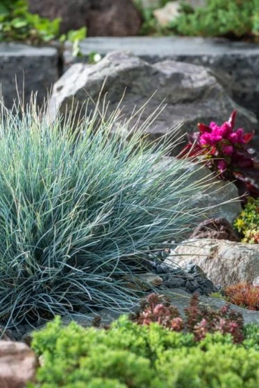 Festuca Glauca 'Blauglut' P9 Cm 2 Festuca Glauca 'Blauglut' P9 Cm - Afbeelding 2