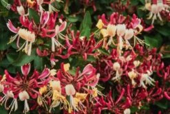 Lonicera Periclymenum 'Belgica' C2 60-70 Cm