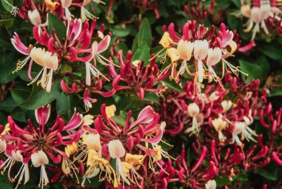 Lonicera Periclymenum 'Belgica' C2 60-70 Cm 1 Lonicera Periclymenum 'Belgica' C2 60-70 Cm