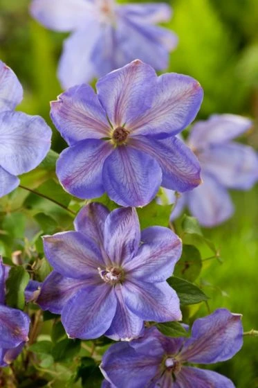 Clematis 'Mrs Cholmondeley' C2 60-70 Cm 2 Clematis 'Mrs Cholmondeley' C2 60-70 Cm - Afbeelding 2