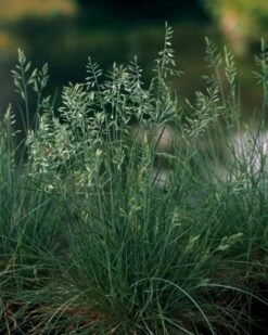 Festuca Glauca C2 Cm