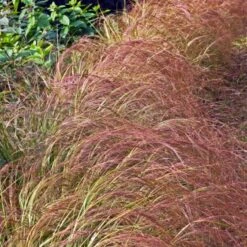 Calamagrostis Arundinacea C2 Cm