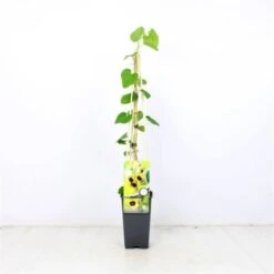 Aristolochia Macrophylla C2 60-70 Cm -Tuinbenodigdheden Verkoop 2024 C1Y8CHH8 d4a6