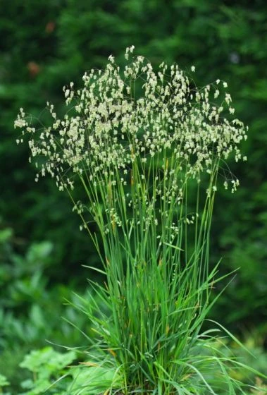 Briza Media C2 Cm 1 Briza Media C2 Cm