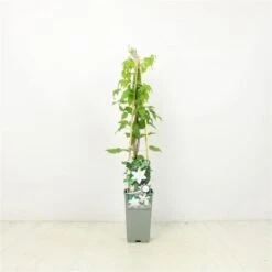 Clematis 'Gladys Picard' C2 60-70 Cm