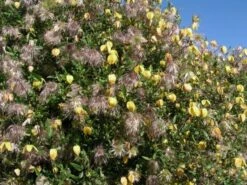 Clematis Tangutica C5 150-175 Cm 5 Clematis Tangutica C5 150-175 Cm -Tuinbenodigdheden Verkoop 2024 C43CDZND eea9 1