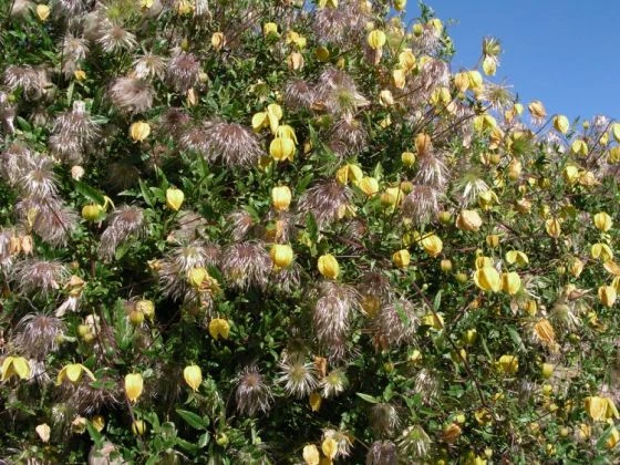 Clematis Tangutica C5 150-175 Cm 3 Clematis Tangutica C5 150-175 Cm - Afbeelding 3