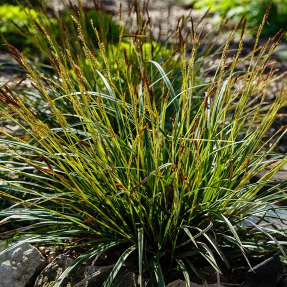 Zegge 'Irish Green' 1 Zegge 'Irish Green'