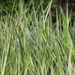 Japanse Zegge 'Everest'