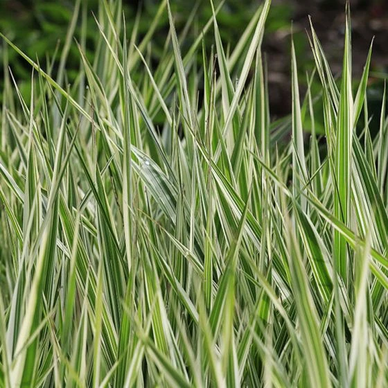 Japanse Zegge 'Everest' 1 Japanse Zegge 'Everest'