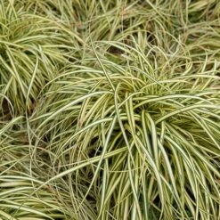 Japanse Zegge 'Evergold'