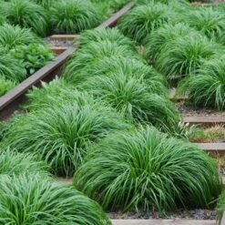 Japanse Zegge ‘Evergreen’