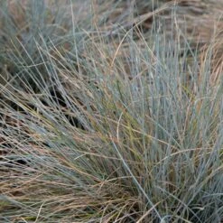 Zwenkgras 'Elijah Blue'