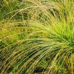 Pijpenstrootje 'Edith Dudszus'