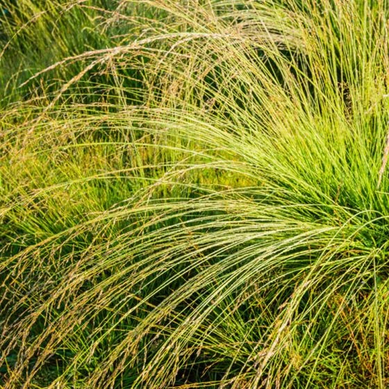 Pijpenstrootje 'Edith Dudszus' 1 Pijpenstrootje 'Edith Dudszus'