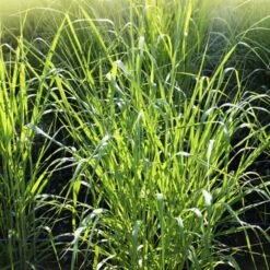 Vingergras 'Northwind'