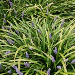 Leliegras 'Ingwersen'