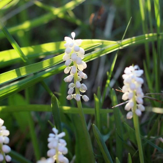 Leliegras 'Monroe White' 1 Leliegras 'Monroe White'