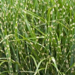 Tijgergras/Prachtriet