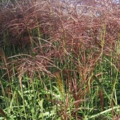 Prachtriet 'Malepartus'