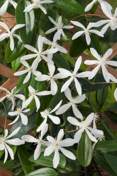 Clematis Armandii C5 150-175 Cm 1 Clematis Armandii C5 150-175 Cm