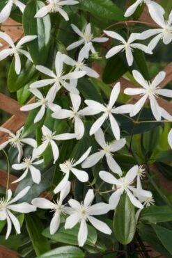 Clematis Armandii C2 80-100 Cm