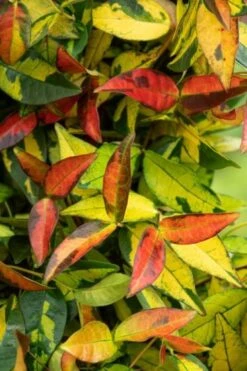 Trachelospermum Asiaticum Summer Sunset C2 30-35 Cm