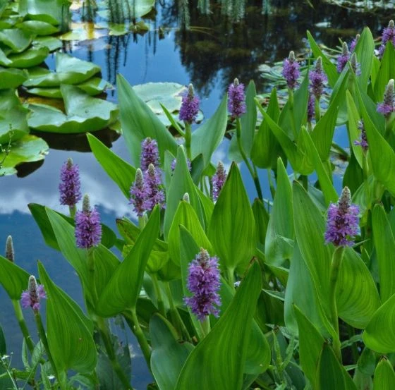 Pontederia Cordata P9 Cm 3 Pontederia Cordata P9 Cm - Afbeelding 3