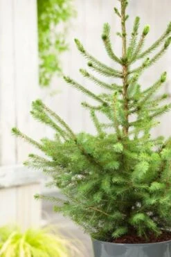 Picea Omorika Kluit 80-100 Cm